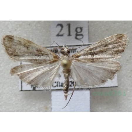 Eudonia lacustrata (Panzer, 1804) Mietliczka rokietnica Czech21g
